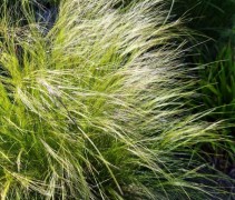 Stipa Ponytails