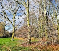 Pterocarya Stenoptera - Vleugelnoot - links van het vogelbosje