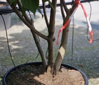 Catalpa erubescens 'Purpurea' - Purperkleurige trompetboom - 12