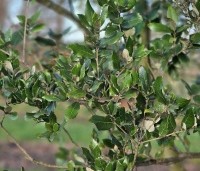 Quercus ilex - Steeneik - blad december 2025