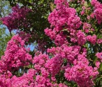 Lagerstroemia indica 'Rosea' - Indische sering - 4