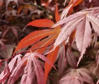 Acer palmatum 'Sumi-Nagashi' - Japanse Esdoorn 'Sumi-Nagashi' - 1