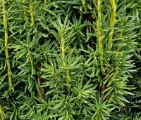 Taxus baccata 'Fastigiata Aurea' - Ierse Taxus 'Fastigiata Aurea' - 1