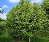 Liriodendron tulipifera 'Aureomarginatum' - Tulpenboom 'Aureomarginatum' - 1