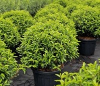 Prunus lusitanica 'Angustifolia' - Portugese laurier - bol 60-70 cm in C45 pot