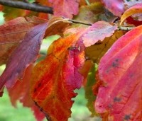 Parrotia persica - Perzisch IJzerhout - 1