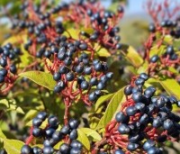 Viburnum tinus 'Eve Price' - Sneeuwbal 'Eve Price' - oktober