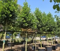 Ilex 'Nellie R. Stevens' - Amerikaanse hulst - 3