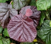 Corylus avellana 'Red Majestic' - Rode kronkelhazelaar - 1
