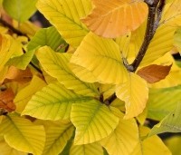Fagus sylvatica 'Dawyck' - Beuk 'Dawyck' - herfst.