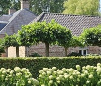 Morus alba 'Macrophylla' - Witte moerbei - 2