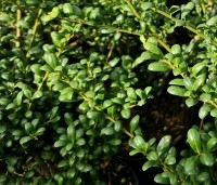 Ilex crenata 'Convexa' - Japanse hulst - 4