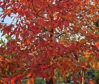 Nyssa sylvatica - Zwarte tulepoboom - 2