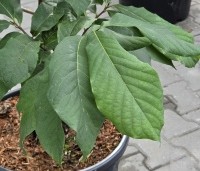 Asimina triloba - Pawpaw - 2