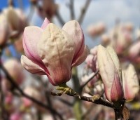 Magnolia soulangeana 'Sundew' - Magnolia 'Sundew' - 5
