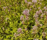 Ceanothus x pallidus 'Marie Simon' - Amerikaanse sering  'Marie Simon' - 1