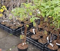 Rubus idaeus 'Autumn Bliss' - Framboos 'Autumn Bliss' - 1