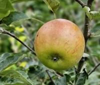 Malus dom. 'Cox Orange Pippin' - Malus 'Cox' - 2