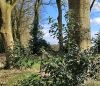 Ilex aquifolium - Scherpe Hulst - 5