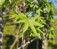 Liquidambar styraciflua 'Worplesdon' - Amberboom - 1