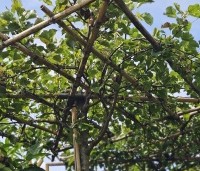 Pyrus calleryana 'Chanticleer' - Sierpeer - meerjarig gevormd.  augustus
