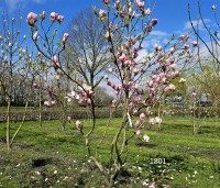 Magnolia soulangeana 'Lennei' - Beverboom - 1