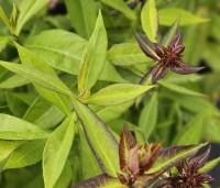 Phlox paniculata 'Bright Eyes' per kist á 24 st. - Vlambloem 'Bright Eyes' - 1
