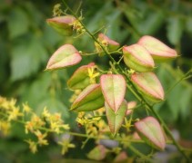 Koelreuteria Paniculata