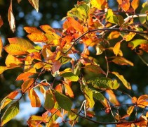 Nyssa sylvatica 'Pendula'