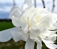 Magnolia X loebneri 'Wildcat' - Magnolia 'Wildcat' - 1