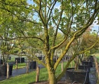 Magnolia 'Susan' - Beverboom - 1