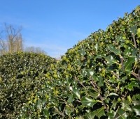 Ilex meserveae 'Blue Angel' - Blauwe hulst - 3