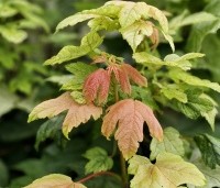Acer pseud. 'Brilliantissimum' - Bolesdoorn - 2