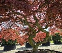 Acer palmatum 'Garnet' - Japanse esdoorn 'Garnet' - 1