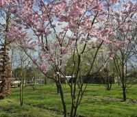 Prunus 'Accolade' - Japanse Sierkers - 1
