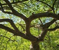 Acer palmatum 'Dissectum' - Japanse esdoorn 'Dissectum' - 2
