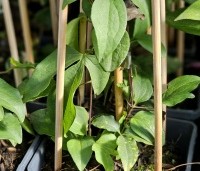 Clematis 'Niobe' - Bosrank 'Niobe' - 1