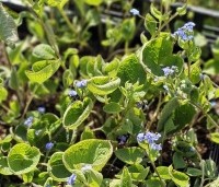 Brunnera macrophylla - Kaukasisch vergeet-mij-nietje - 2