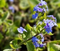 Brunnera macrophylla - Kaukasisch vergeet-mij-nietje - 1
