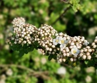 Spiraea nipponica 'Snowmound' - Spierstruik 'Snowmound' - vakbeplanting  - 2