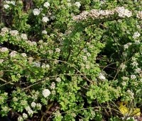 Spiraea nipponica 'Snowmound' - Spierstruik 'Snowmound' - vakbeplanting  - 1
