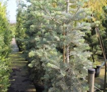 Abies Concolor
