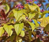 Clerodendrum trichotomum 'Purple Blaze' - Kansenboom 'Purple Blaze' - 3