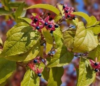 Clerodendrum trichotomum 'Purple Blaze' - Kansenboom 'Purple Blaze' - 2