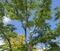 Albizia julibrissin - Perzische slaapboom - 1