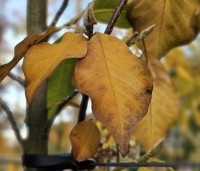 Magnolia 'Heaven Scent'  - Beverboom - herfst
