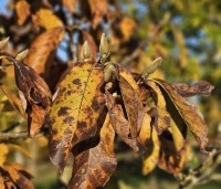 Magnolia 'Heaven Scent'  - Beverboom - herfst en winterknoppen