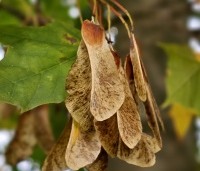 Acer platanoides - Noorse Esdoorn - 3