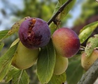 Prunus dom. 'Reine Claude d'Oullins' - Prunus dom. 'Reine Claude d'Oullins' - 2