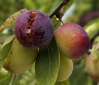 Prunus dom. 'Reine Claude d'Oullins' - Prunus dom. 'Reine Claude d'Oullins' - 4